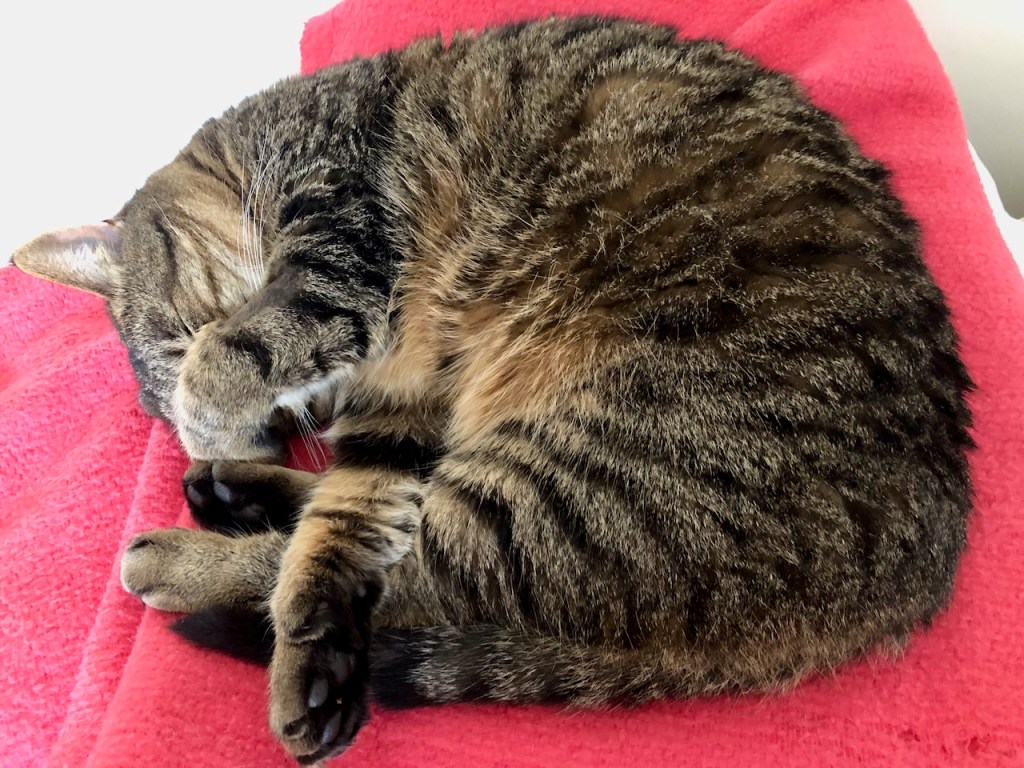 Sleeping even more that usual