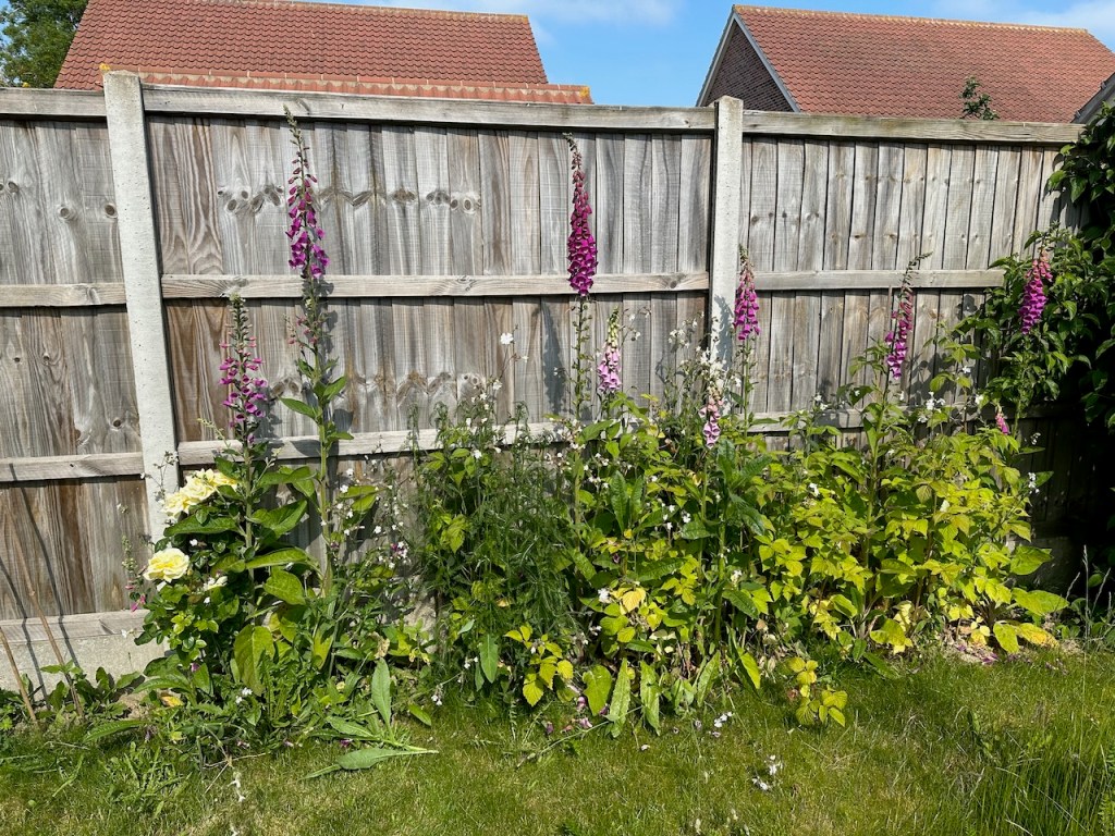 Lots of foxgloves