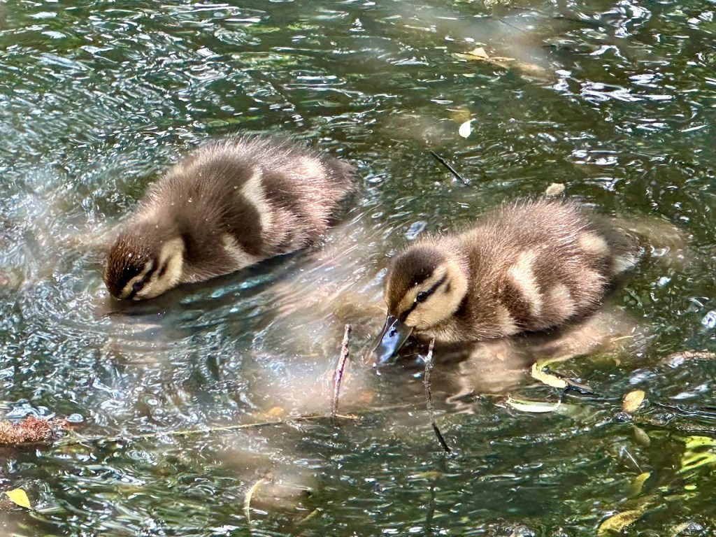 Ducks are a dabbling