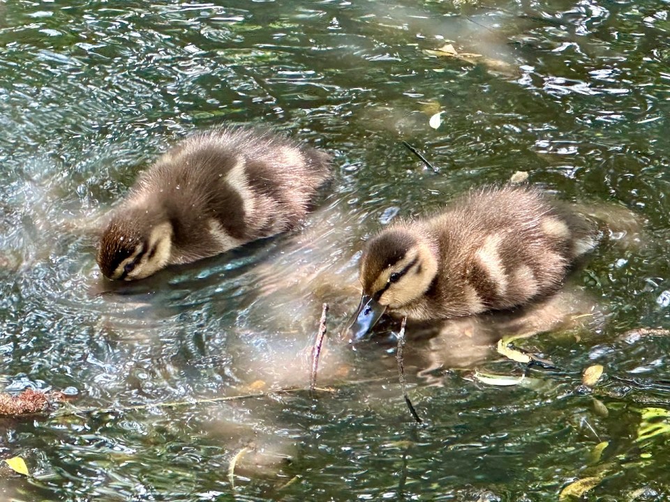 Ducks are a dabbling