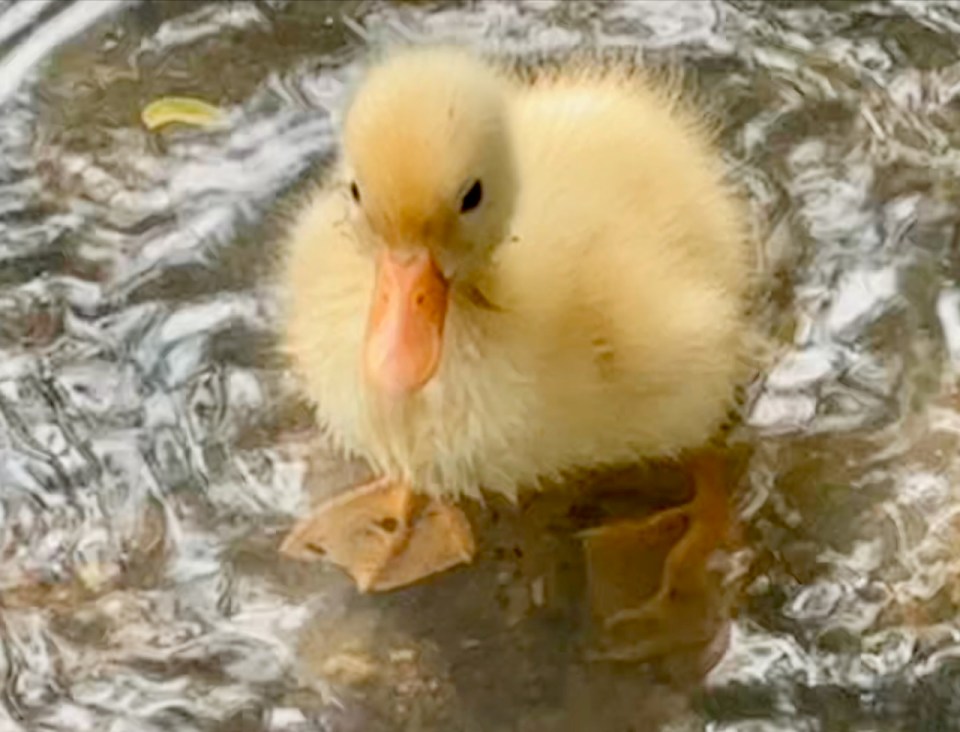 Solitary yellow duckling