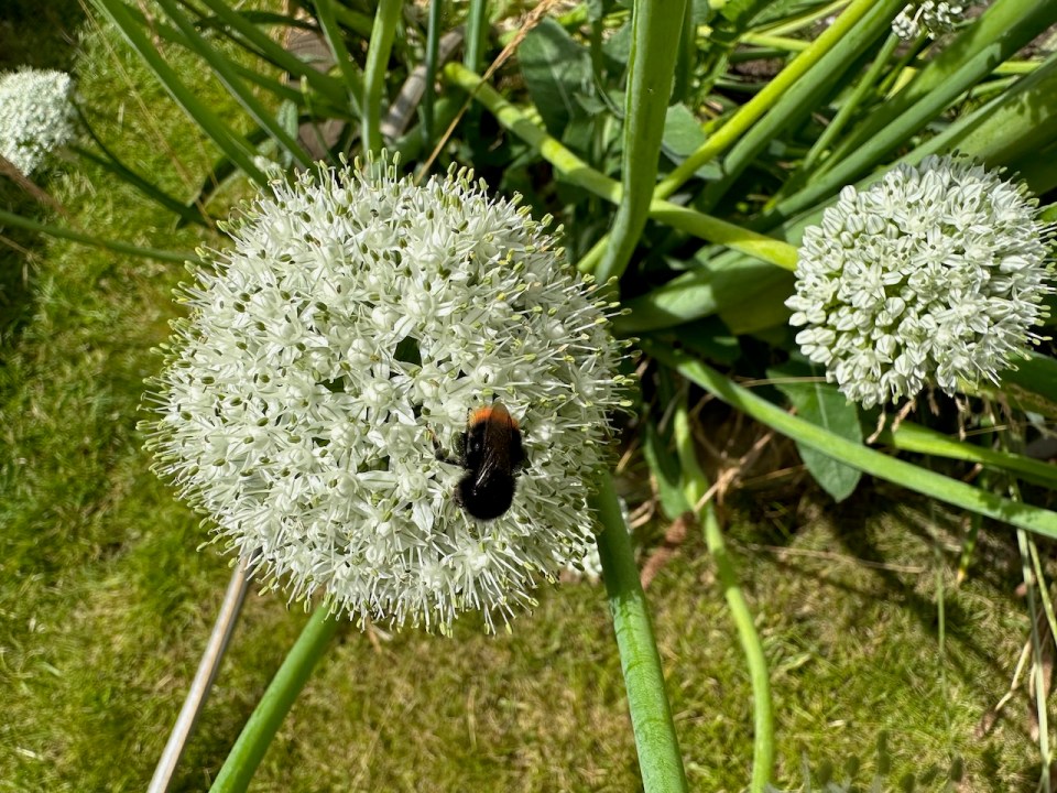 Bee on onion flowers