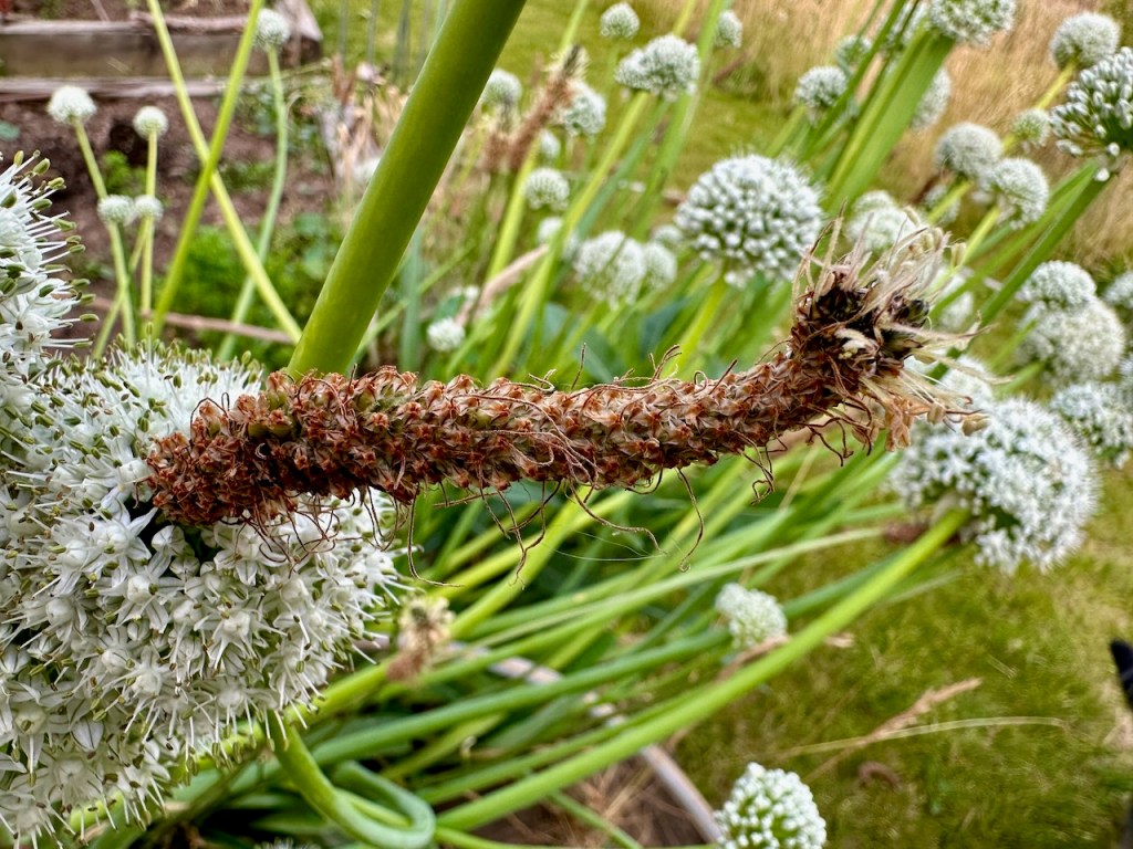 Onion and plantain flowers