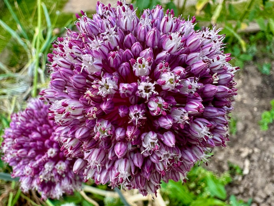 An explosion of colour