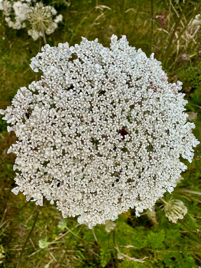 Wild carrot flowers