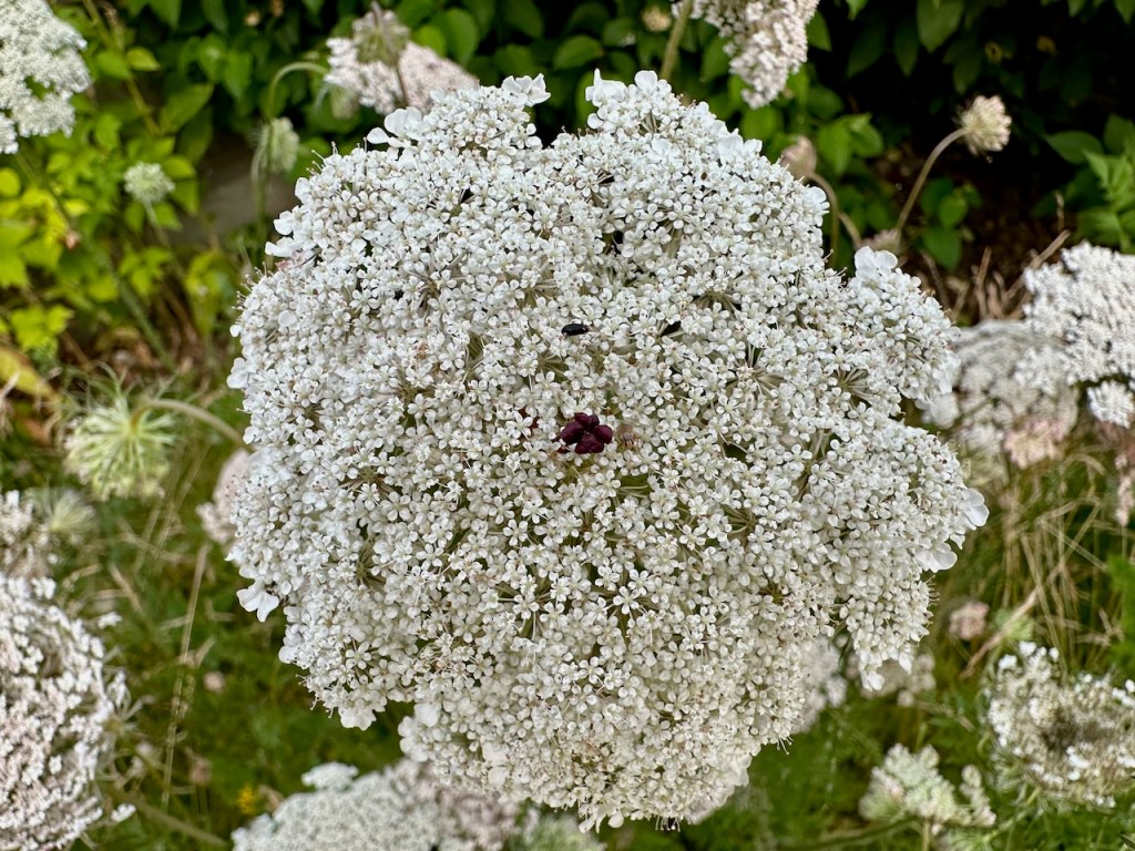 Wild carrot flowers 2
