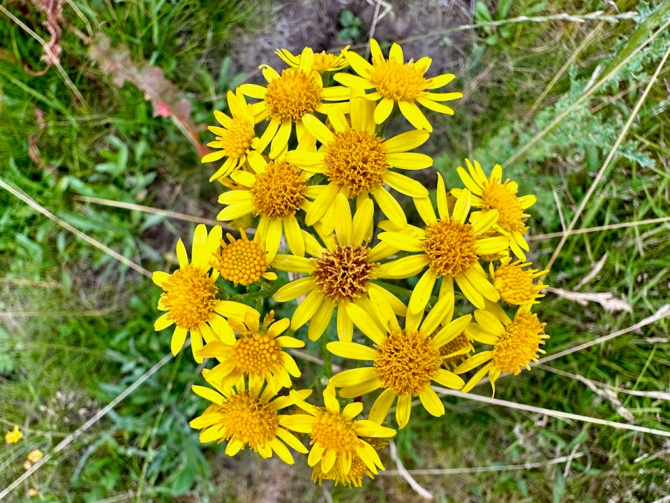 Yellow splendour
