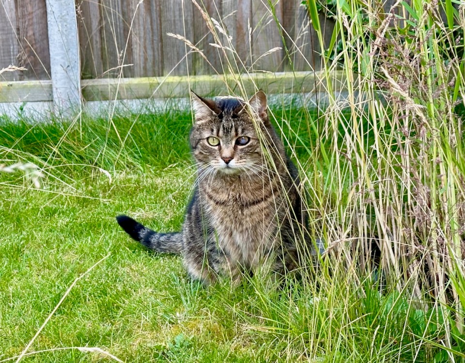 Gideon looking suspicious