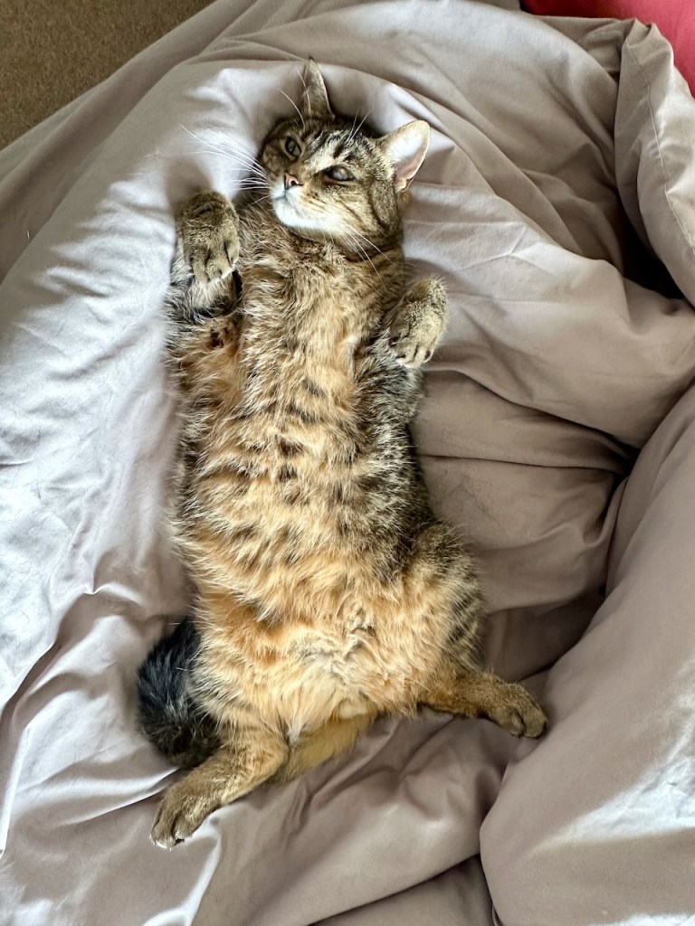 Stuck in the duvet again