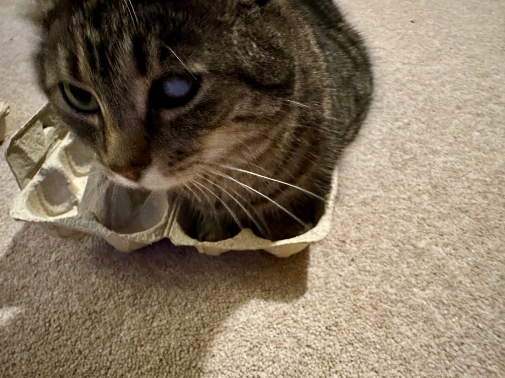 Egg boxes are good to sit in