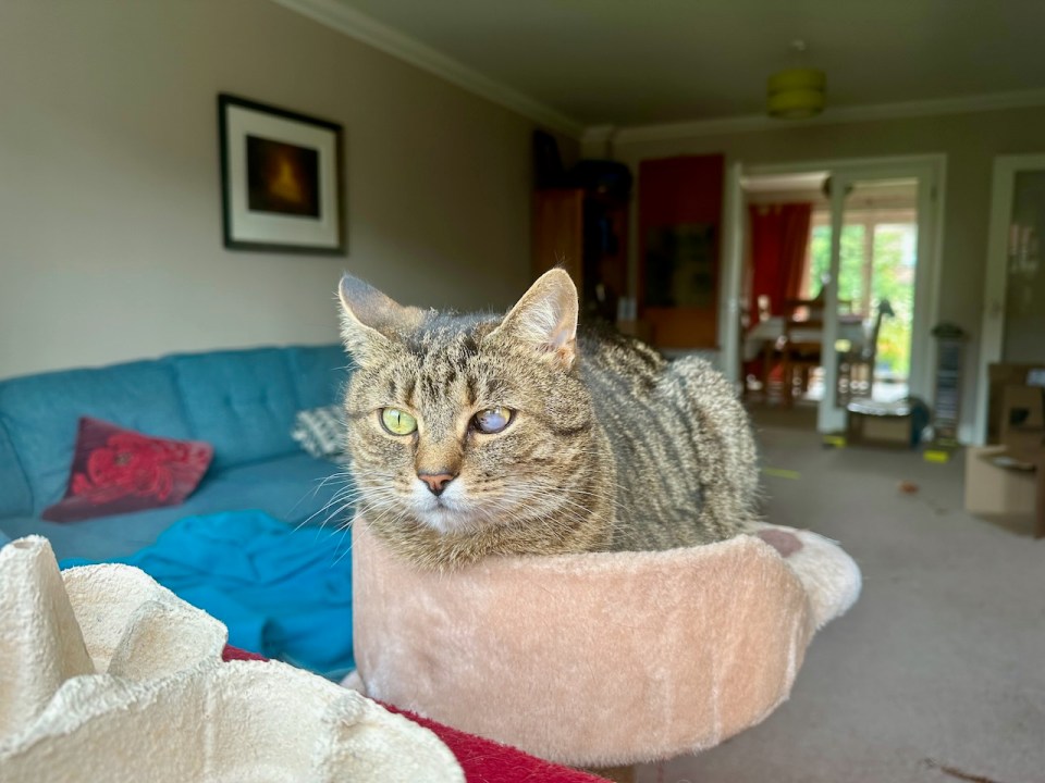 Gideon keeping a look out