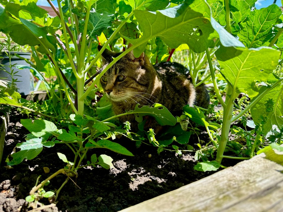 Hiding in the brassicas