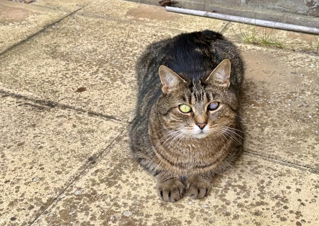 Gideon supervising gardening