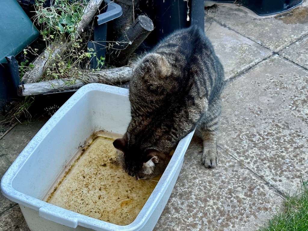 Apparently rain water in a bucket is best