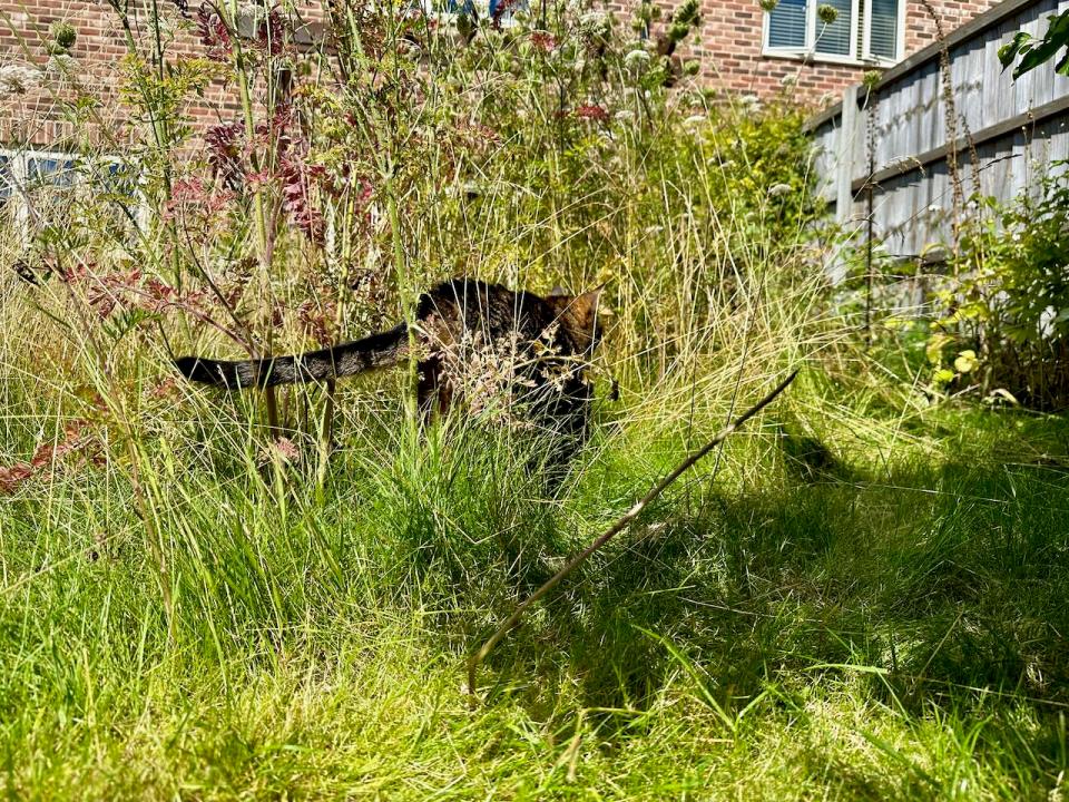 Unimpressed cat retreats to the long grass