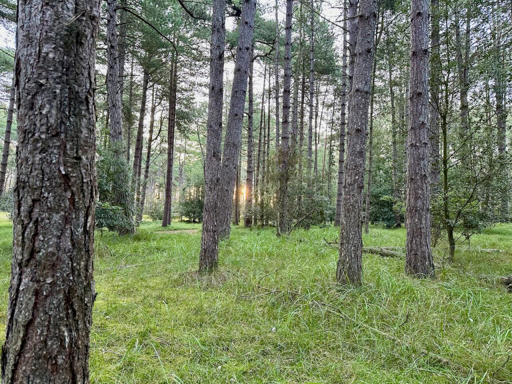 Waking up at sunrise