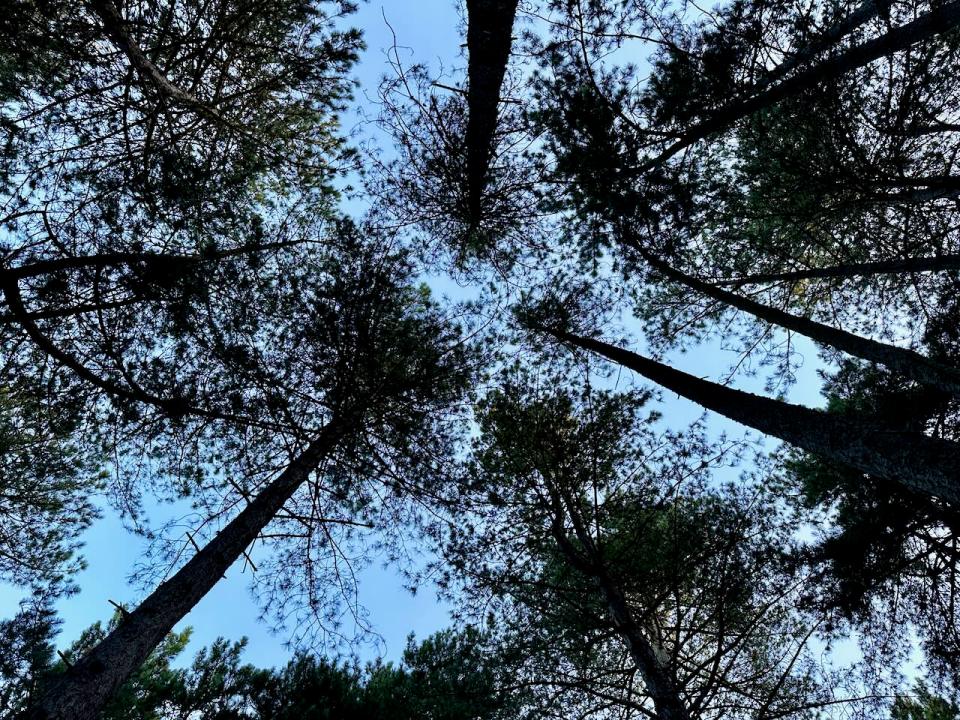 In the pines, in the pines