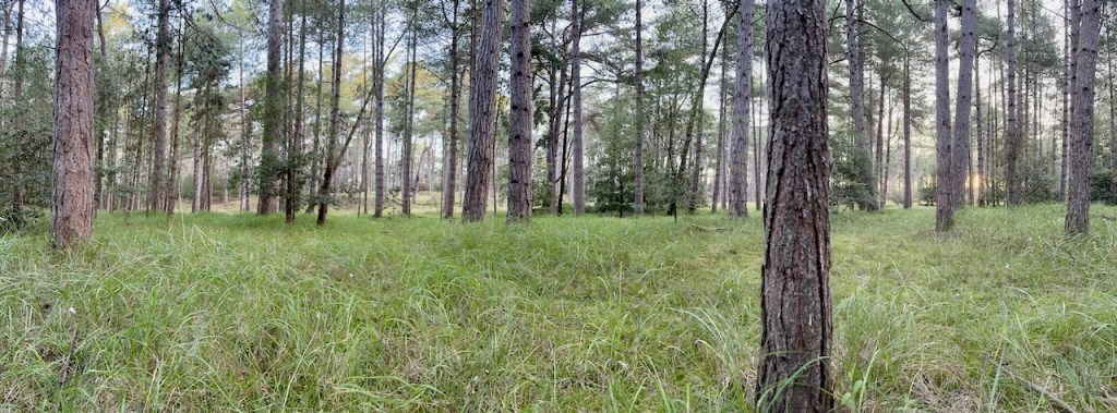 Bit nervous about velociraptors in the long grass