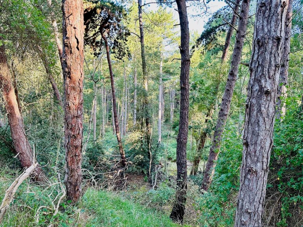 Back in the forest, staying alert for dinosaurs