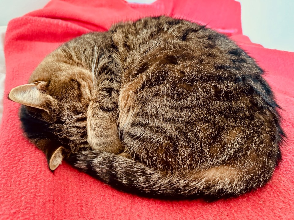 Gideon asleep and snoring