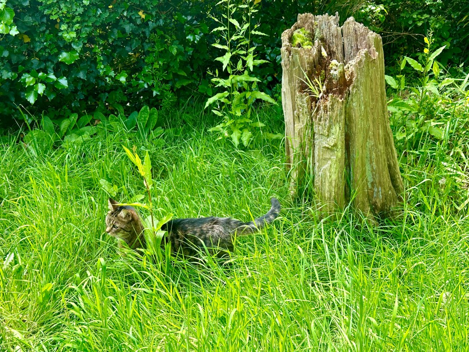 Beware the long grass