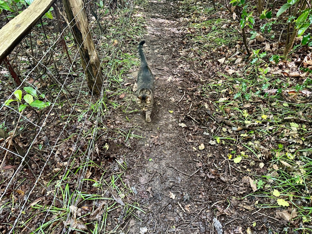 Gideon exploring the footpath