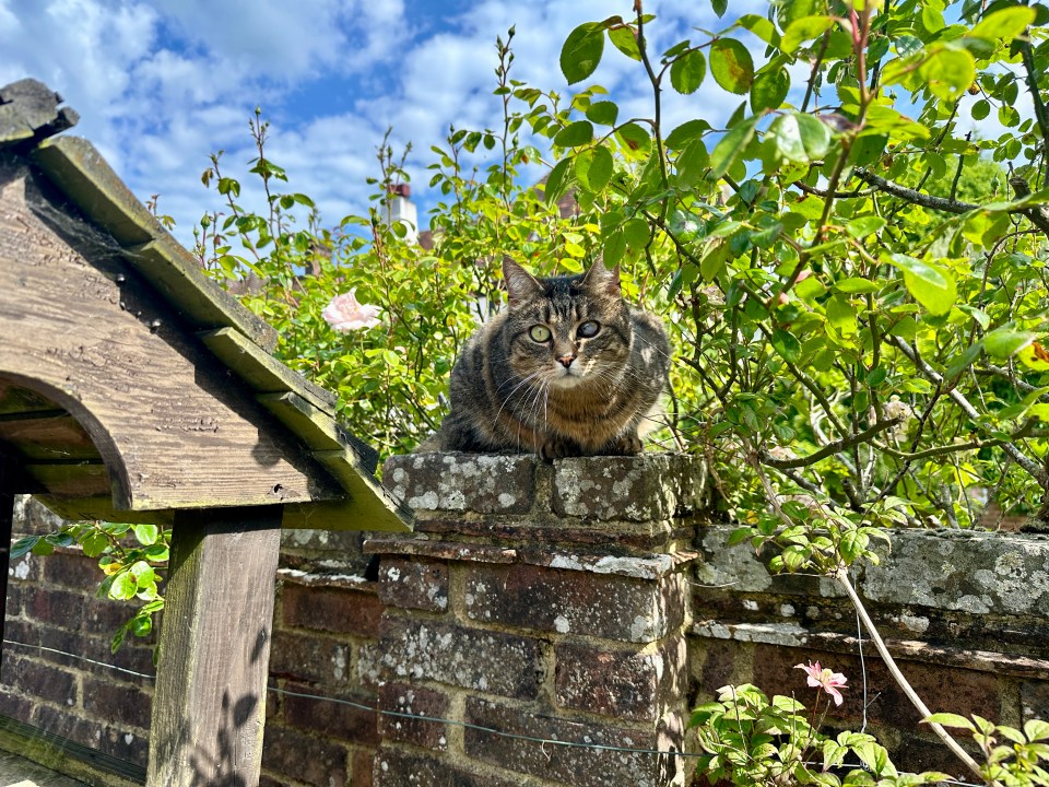 Varmint alert