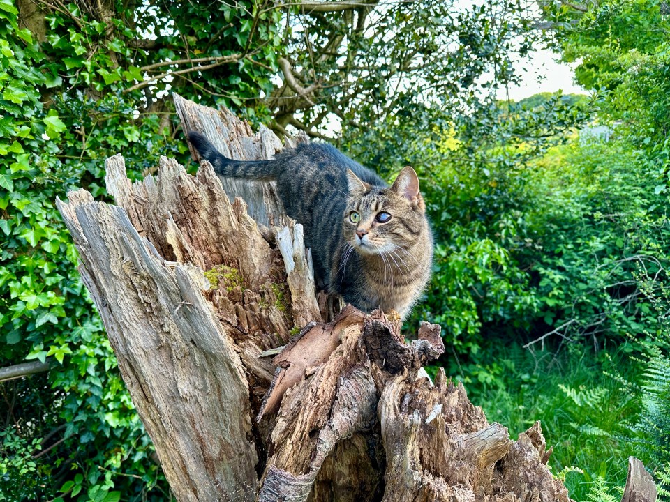 Cat posing, he loves the garden