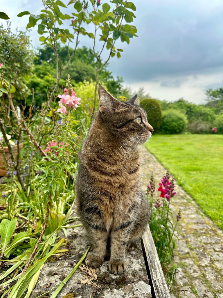 Sniffing the flowers Mum tended