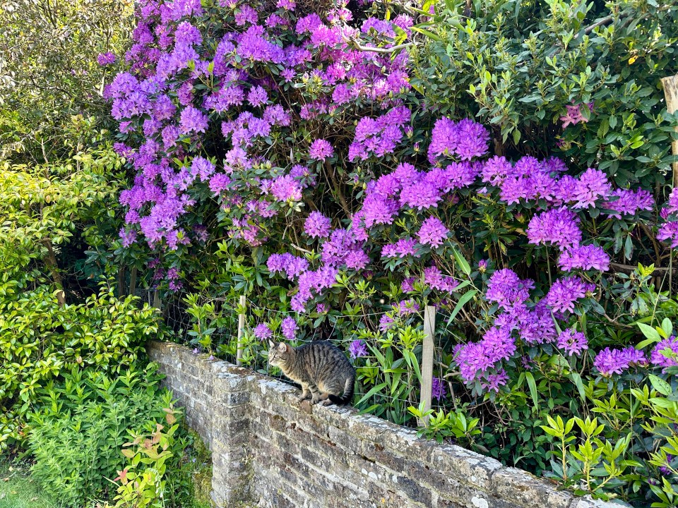 Rhododendron in bloom