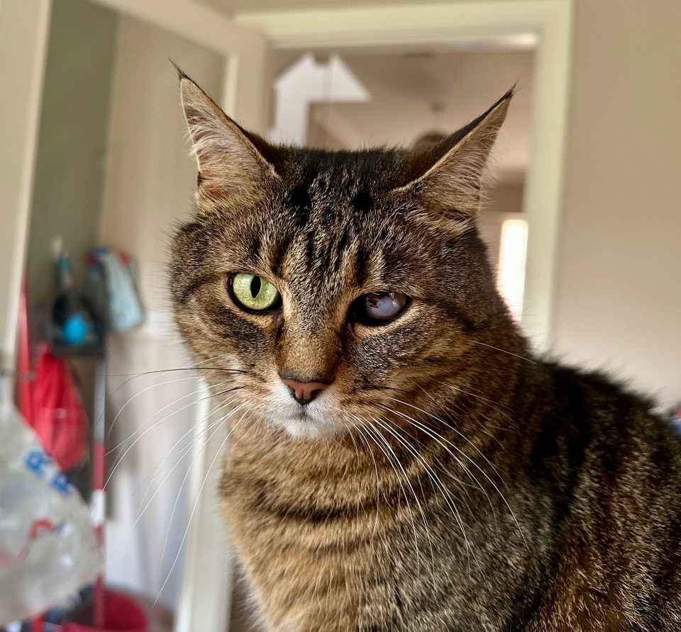 Judgemental Cat