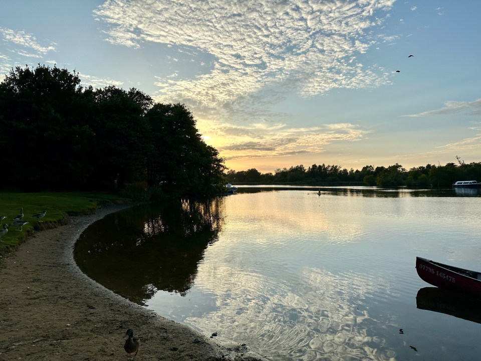 Geese gathering