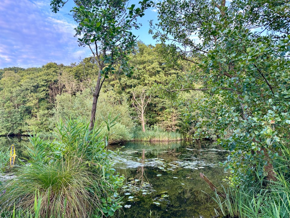 Nature thriving at Salhouse Broad