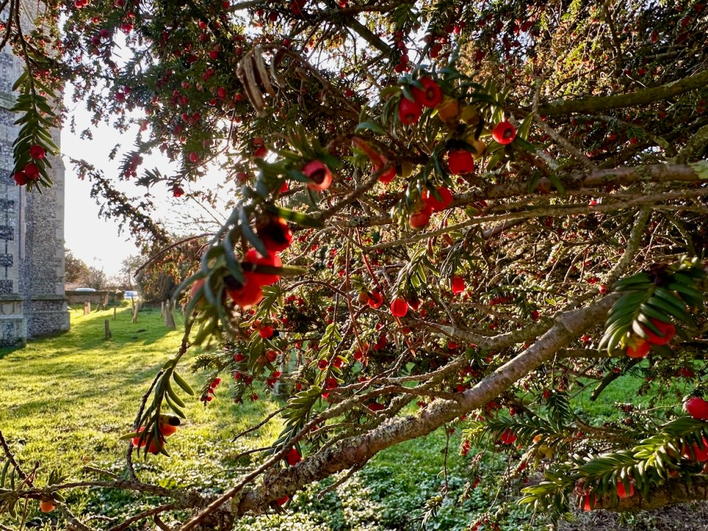 Yew Trees at Salhouse Church