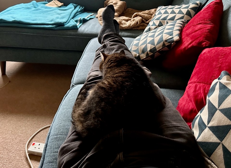 Cat enforcing rest