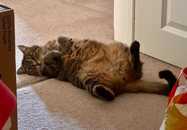 Gideon suffering from severe lack of treats, send aid