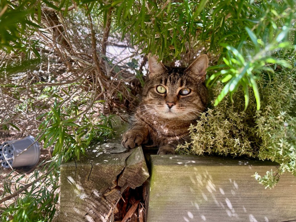 Gideon participating