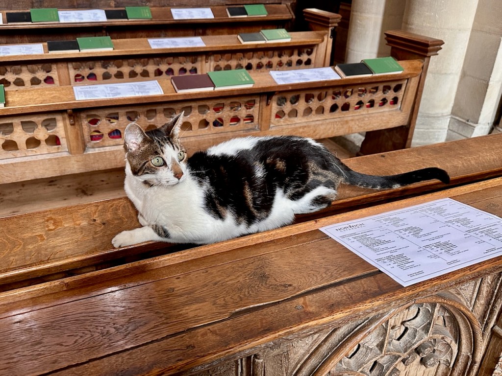 Budge, keeping an eye on visitors