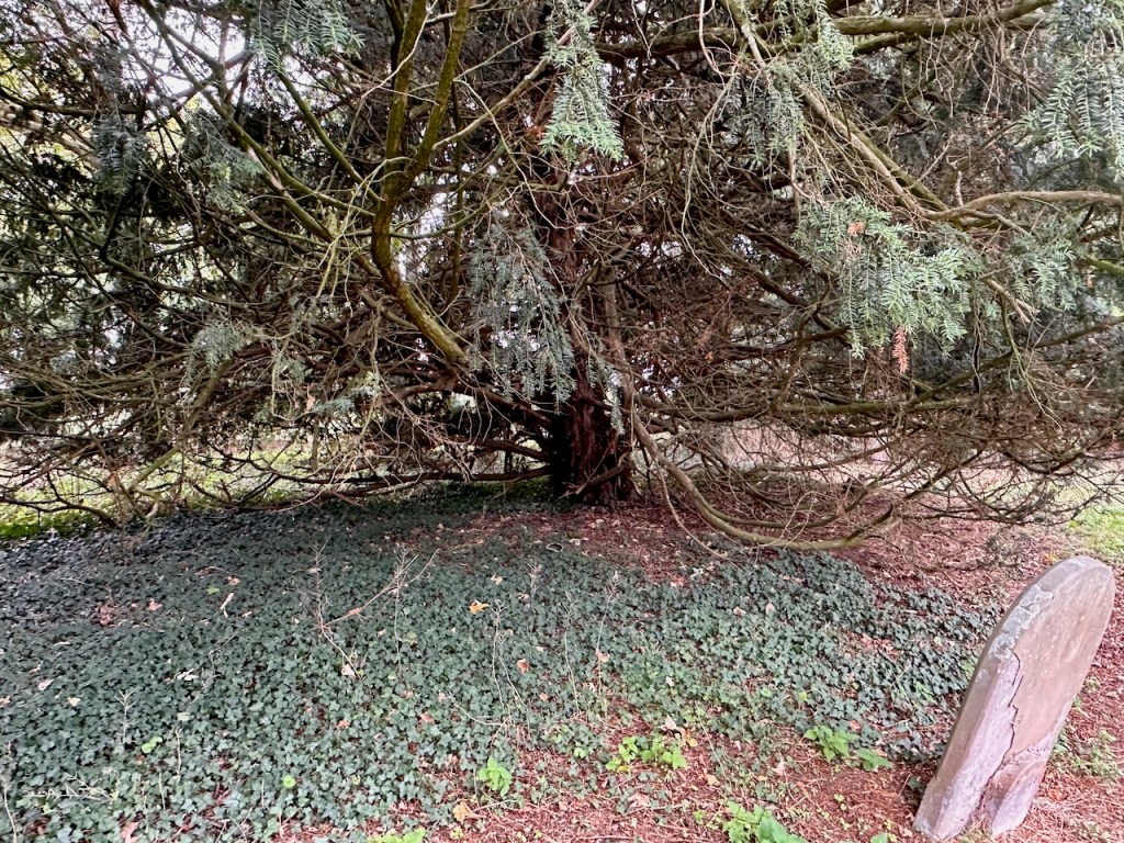 Unkempt yew