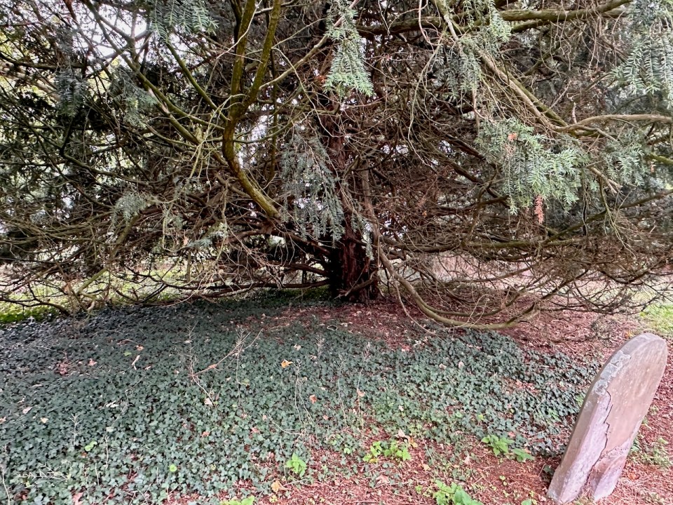 Unkempt yew
